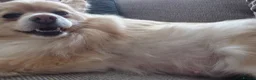 Pomeranian dogs for sale: 5 beautiful pomeranian puppies in Egremont - Advert 1