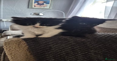Mixed Breed cats - Advert 7