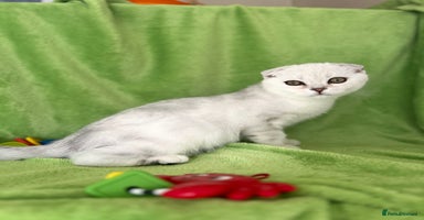 Scottish Fold cats in Reading - Advert 3