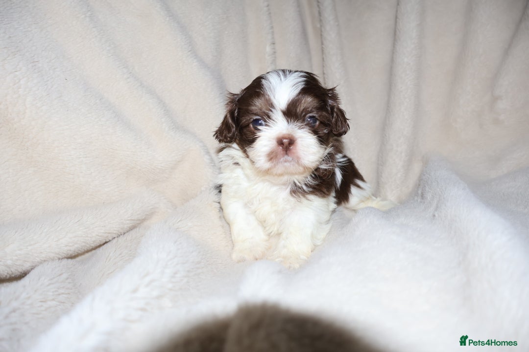 Shih Tzu dogs for sale: ✨CHOC DOBBIE IMPERIALS CARRYING BLUE✨ - Advert 21