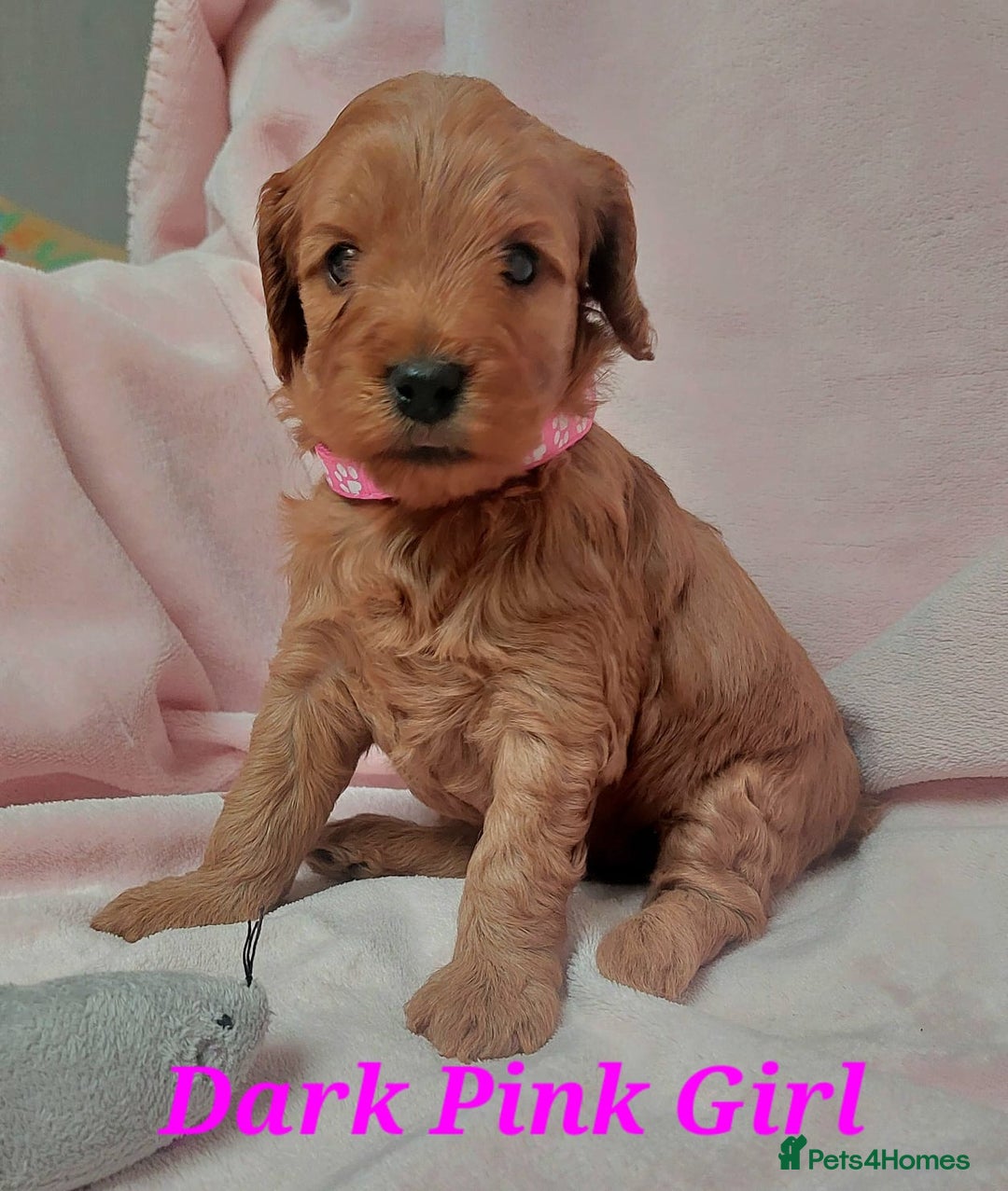 Cockapoo dogs for sale: Happy healthy cockapoo pups F1B DNA tested parents - Advert 10