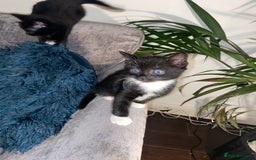 Mixed Breed cats for sale: BEAUTIFUL BLACK AND WHITE KITTENS READY TO LEAVE🐱 - Image 3