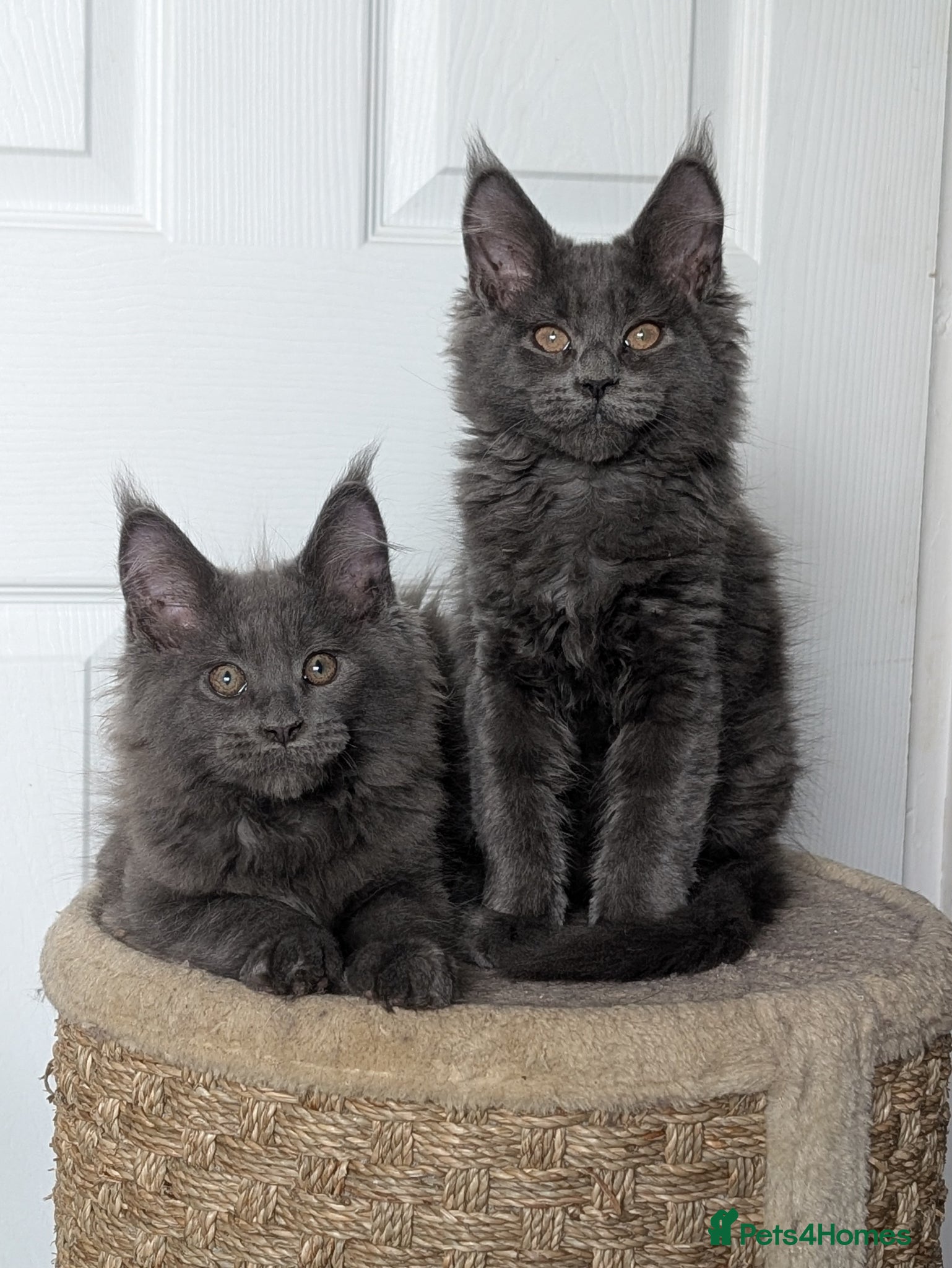 Maine Coon cats for sale: Maine coon kittens  - Advert 1