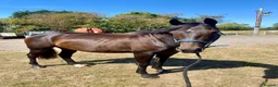 English Thoroughbred horses for sale: 16.1hh 10yo TB gelding  in Alcester - Advert 1