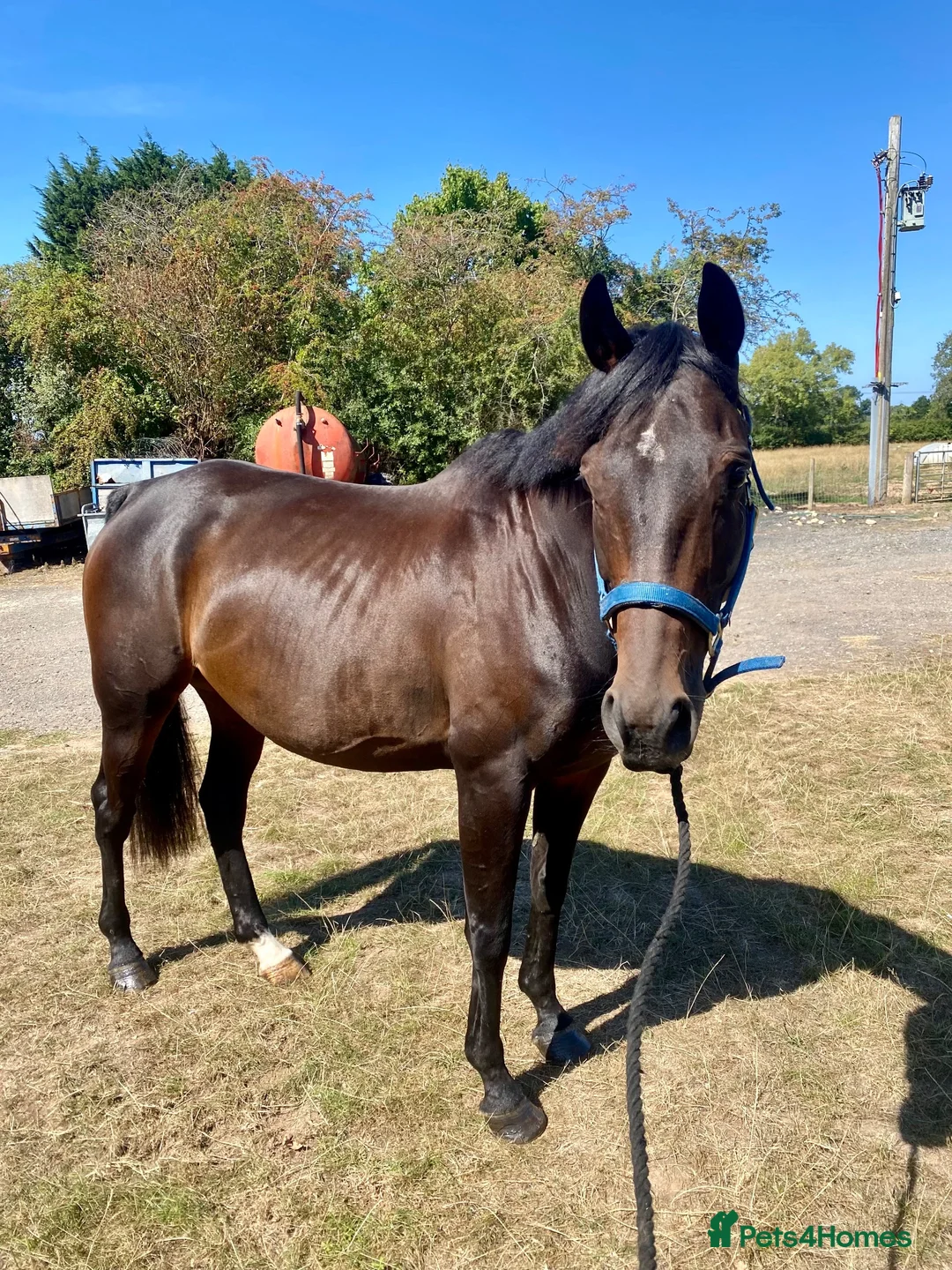 English Thoroughbred horses for sale: 16.1hh 10yo TB gelding  in Alcester - Advert 1