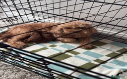 Cavapoo dogs for sale: FB1 cavapoo - Image 1