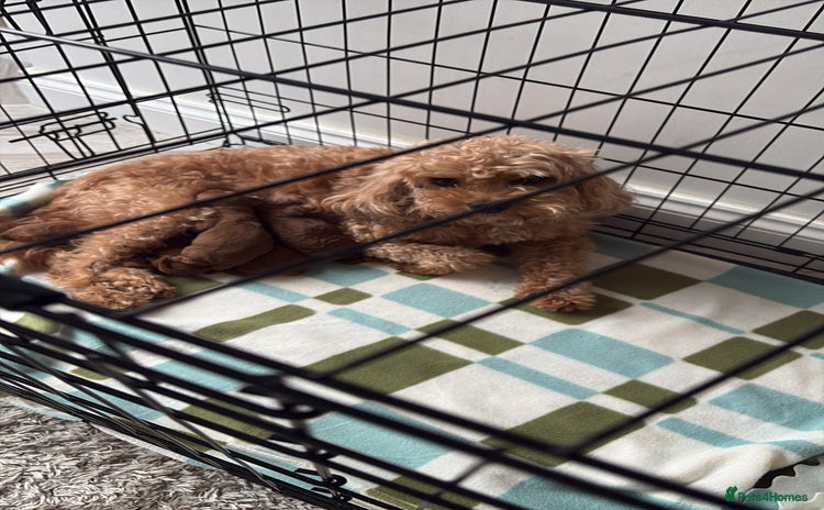 Cavapoo dogs - Advert 2