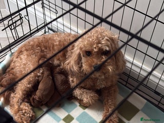 Cavapoo dogs - Advert 3