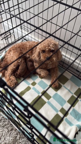 Cavapoo dogs - Advert 2