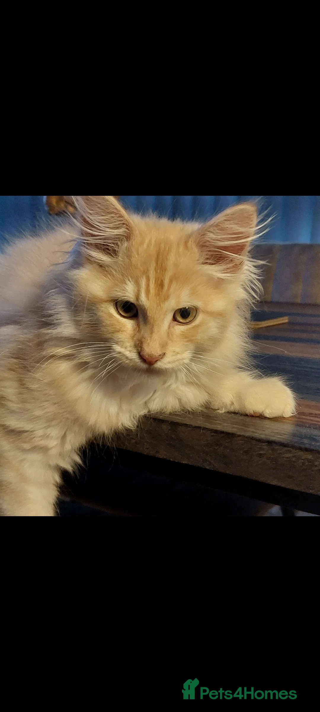 Maine Coon cats for sale: Maine coon kitten - Advert 2