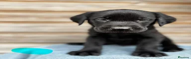 Labrador Retriever 1