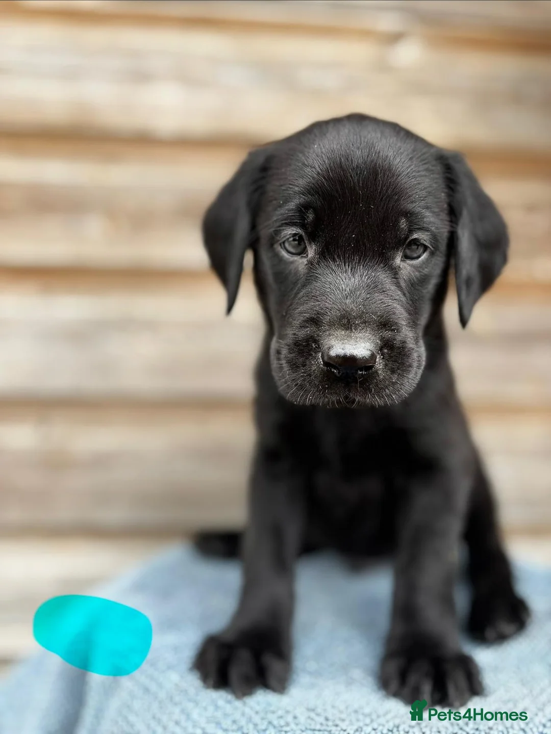 Labrador Retriever dogs for sale: KC registered black sporting Labrador puppies - Advert 13