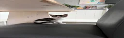 Mixed Breed cats for sale: Kittens Looking for a Loving Home  - Advert 5