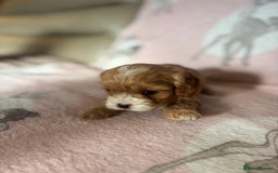 Cavapoo dogs for sale: Stunning Cavapoo puppies from family home  - Advert 5