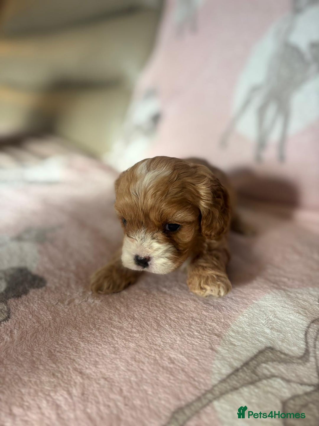 Cavapoo dogs for sale: Stunning Cavapoo puppies from family home  - Advert 5