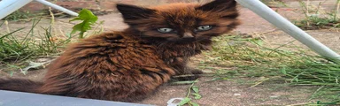 Norwegian Forest Cat 1