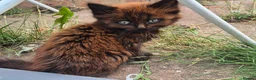 Norwegian Forest Cat cats for sale: Beautiful Green Eyes Fluffy Kitten for Sale - Advert 2