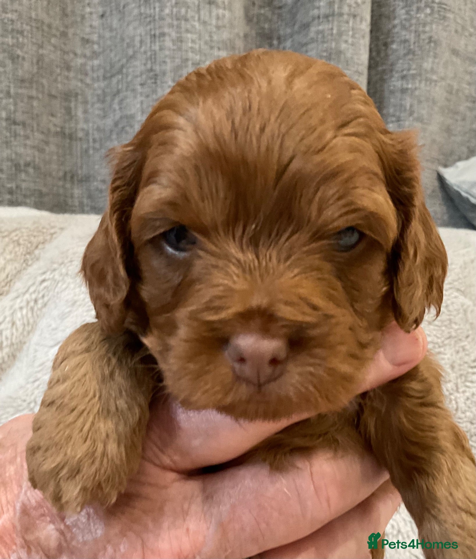 Cockapoo dogs Tiny Asian poodle cross pups teddy bear cute faces - Advert 2