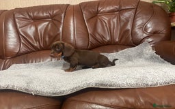 Miniature Dachshund dogs for sale: Chocolate dachshund babies  - Image 17