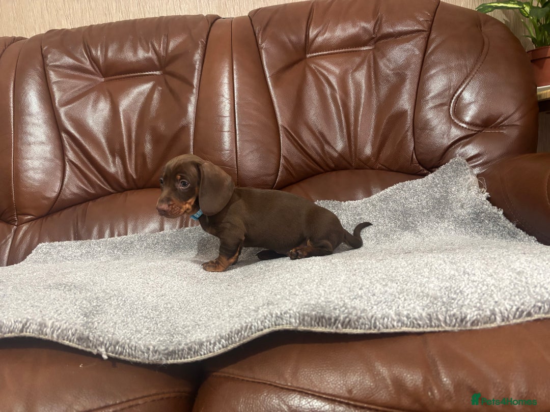Miniature Dachshund dogs for sale: Chocolate dachshund babies  - Image 17