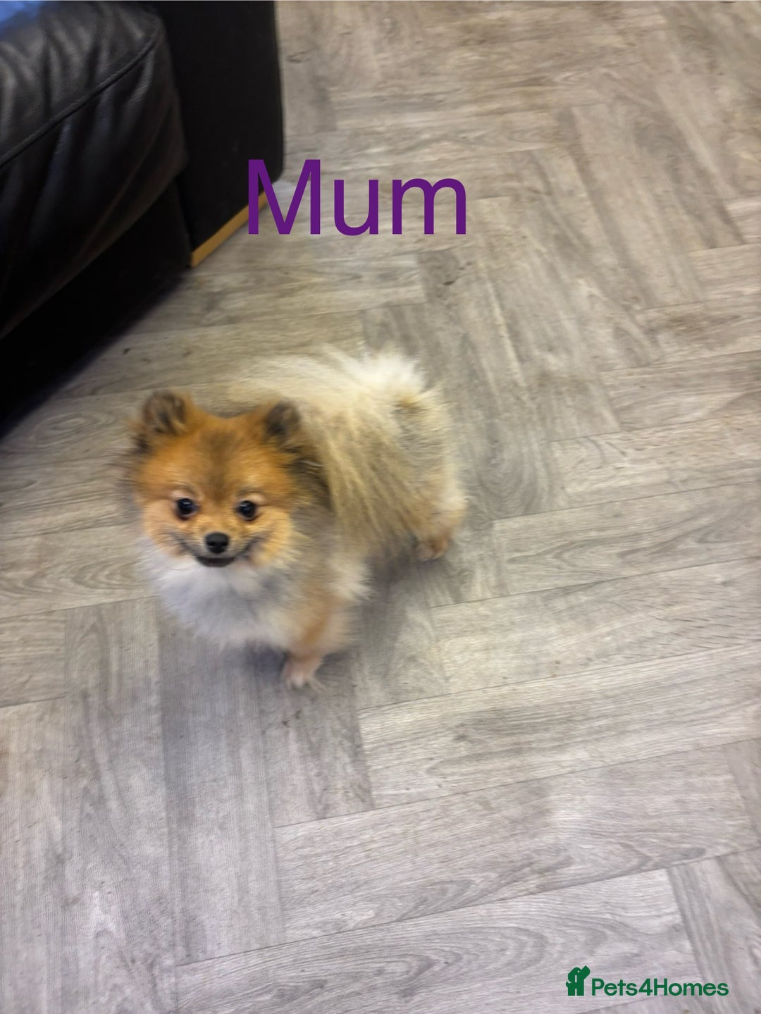 Pomeranian dogs for sale: KC Reg Teddy bear Pomeranian Tiny - Advert 7