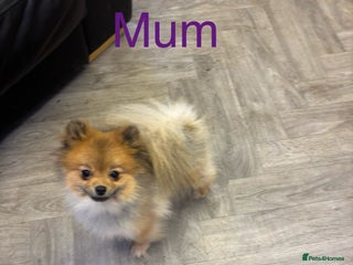 Pomeranian dogs KC Reg Teddy bear Pomeranian Tiny - Advert 1