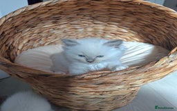 Ragdoll cats for sale: Stunning Ragdoll kittens  - Image 33