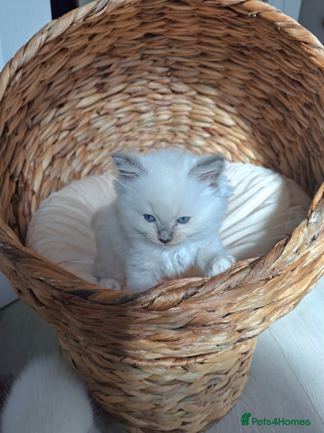 Ragdoll cats for sale: Stunning Ragdoll kittens  - Image 33
