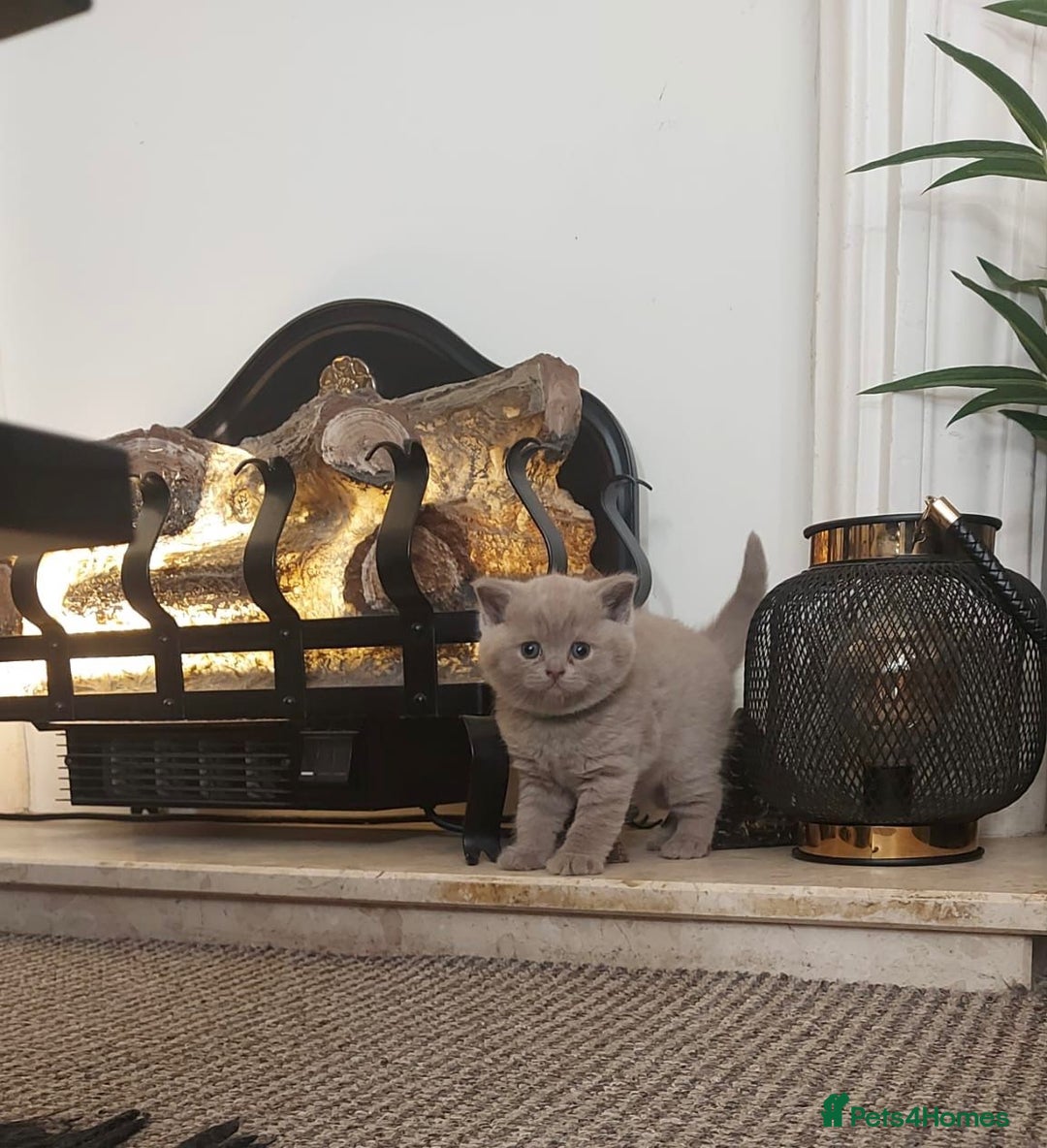 British Shorthair cats for sale: STUNNING BSH LILAC KITTENS 3 MALES/1 FEMALE  - Advert 1