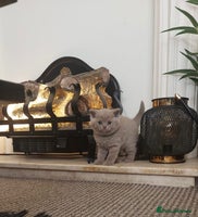 British Shorthair cats STUNNING BSH LILAC KITTENS 3 MALES/1 FEMALE - Advert 9