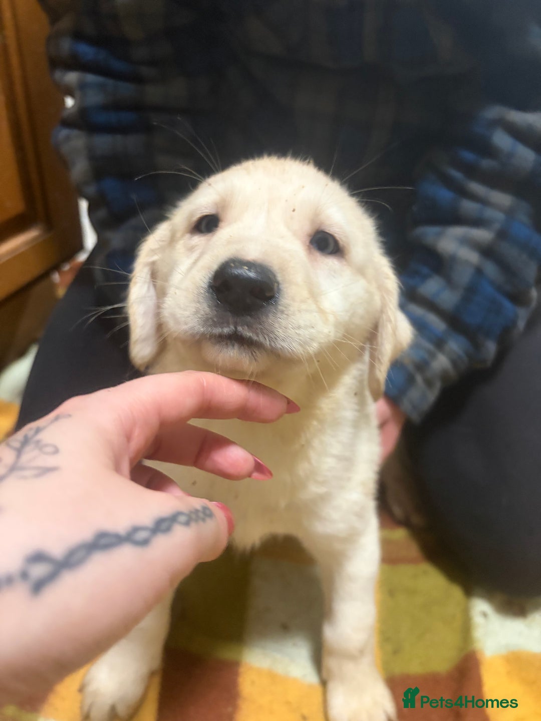 Mixed Breed dogs for sale: Shepsky x Labrador  - Advert 10