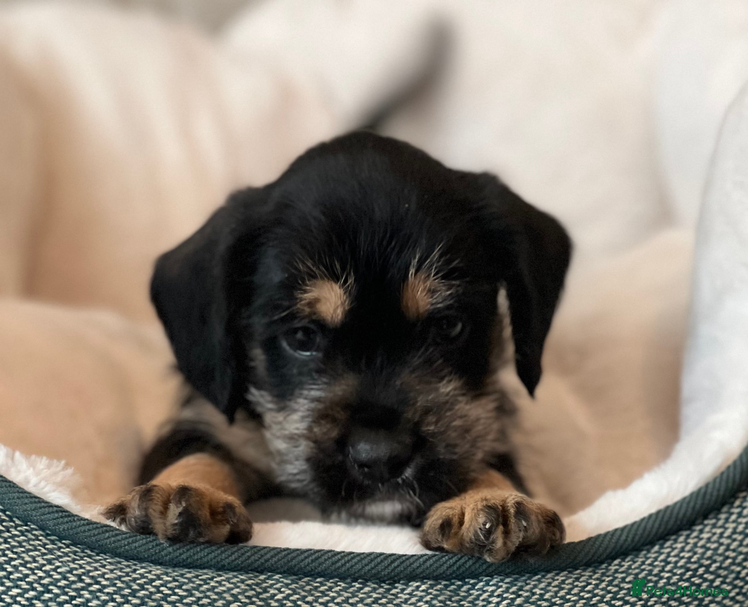 Mixed Breed dogs SCHNAVALIER PUPPIES  - Advert 14