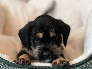 Mixed Breed dogs SCHNAVALIER PUPPIES - Advert 14