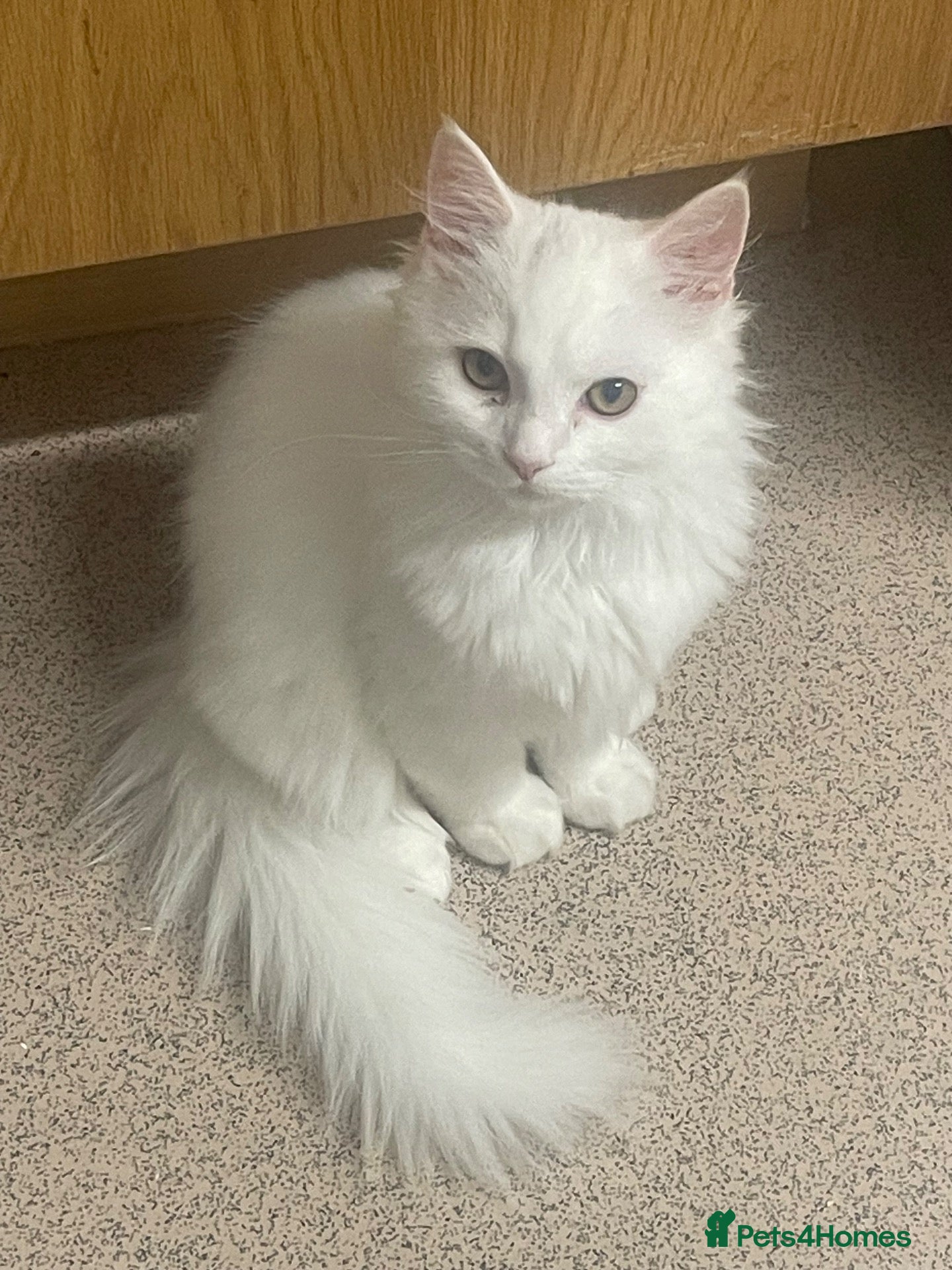 Mixed Breed cats  Persian kittens for sale  - Advert 4
