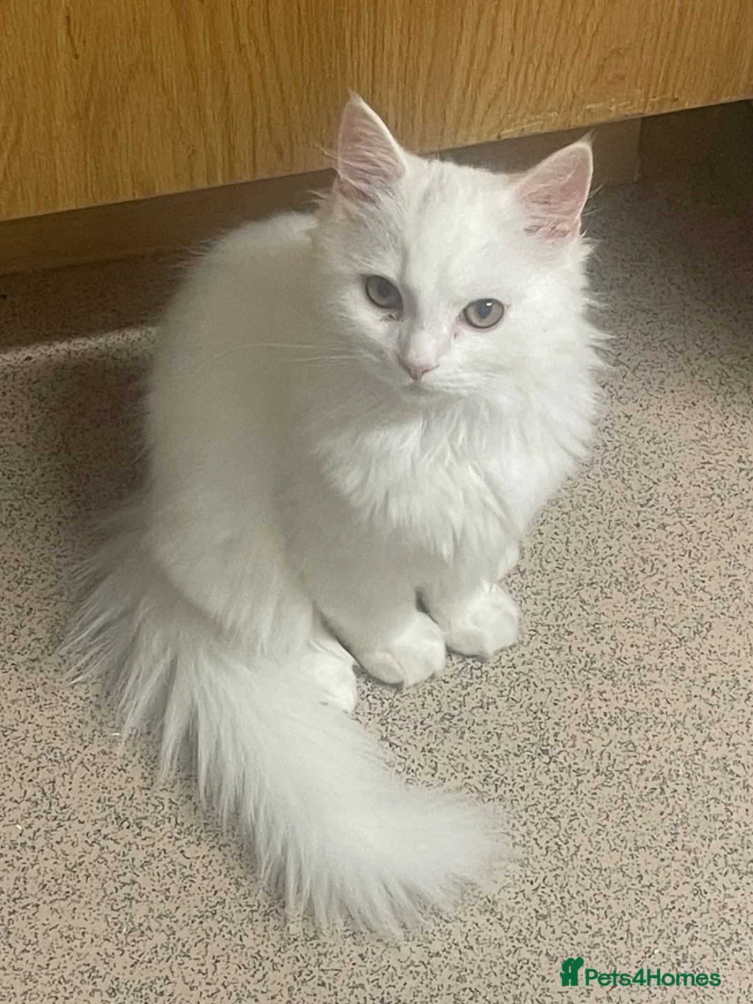 Mixed Breed cats for sale:  Persian kittens for sale  - Advert 2