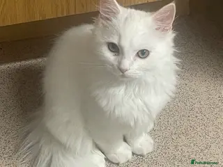 Mixed Breed cats Persian kittens for sale - Advert 10