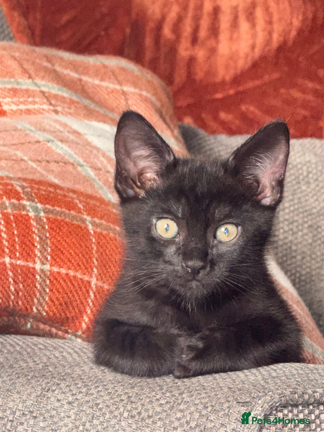 Mixed Breed cats for sale: Kitten  - Image 2