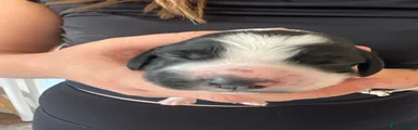 Cocker Spaniel 4