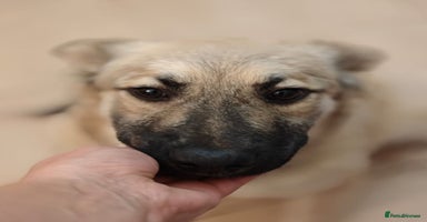 Mixed Breed dogs ❤️🐶 Nusha – 7(8) month-old lower-medium girl❤️🐶 - Advert 2