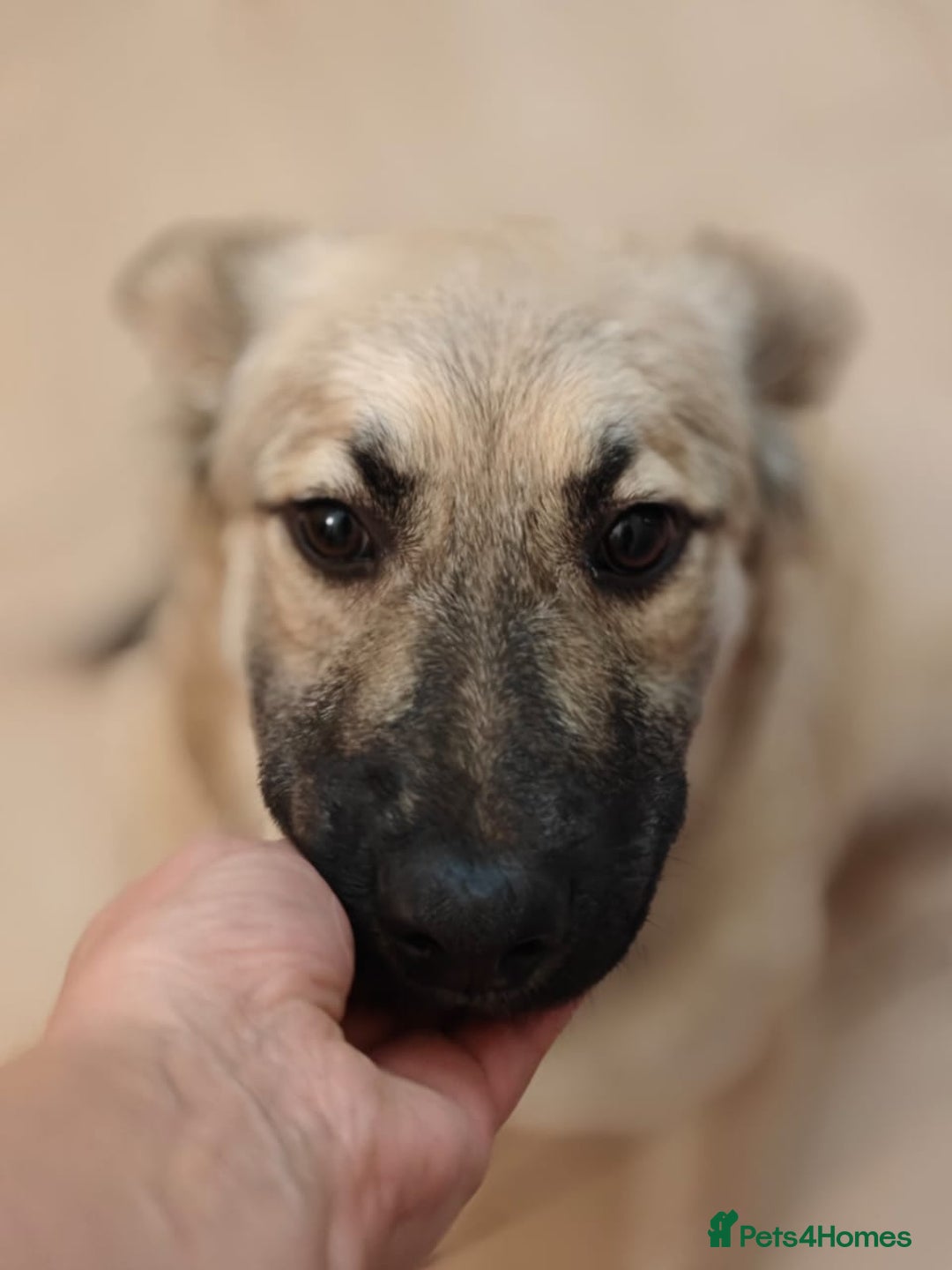 Mixed Breed dogs for adoption: ❤️🐶 Nusha – 7(8) month-old lower-medium girl❤️🐶 - Advert 3