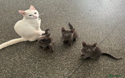 Domestic Shorthair cats for sale: 3x grey kittens ready to leave (2x male, female) - Image 3