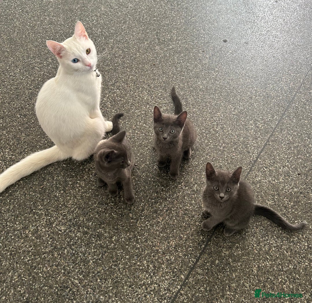 Domestic Shorthair cats for sale: 3x grey kittens ready to leave (2x male, female) - Image 3