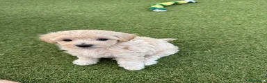Maltipoo 3 (Nala)