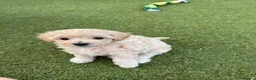 Maltipoo dogs for sale: Stunning F1 Maltipoo pups (newly advertised) - Advert 7
