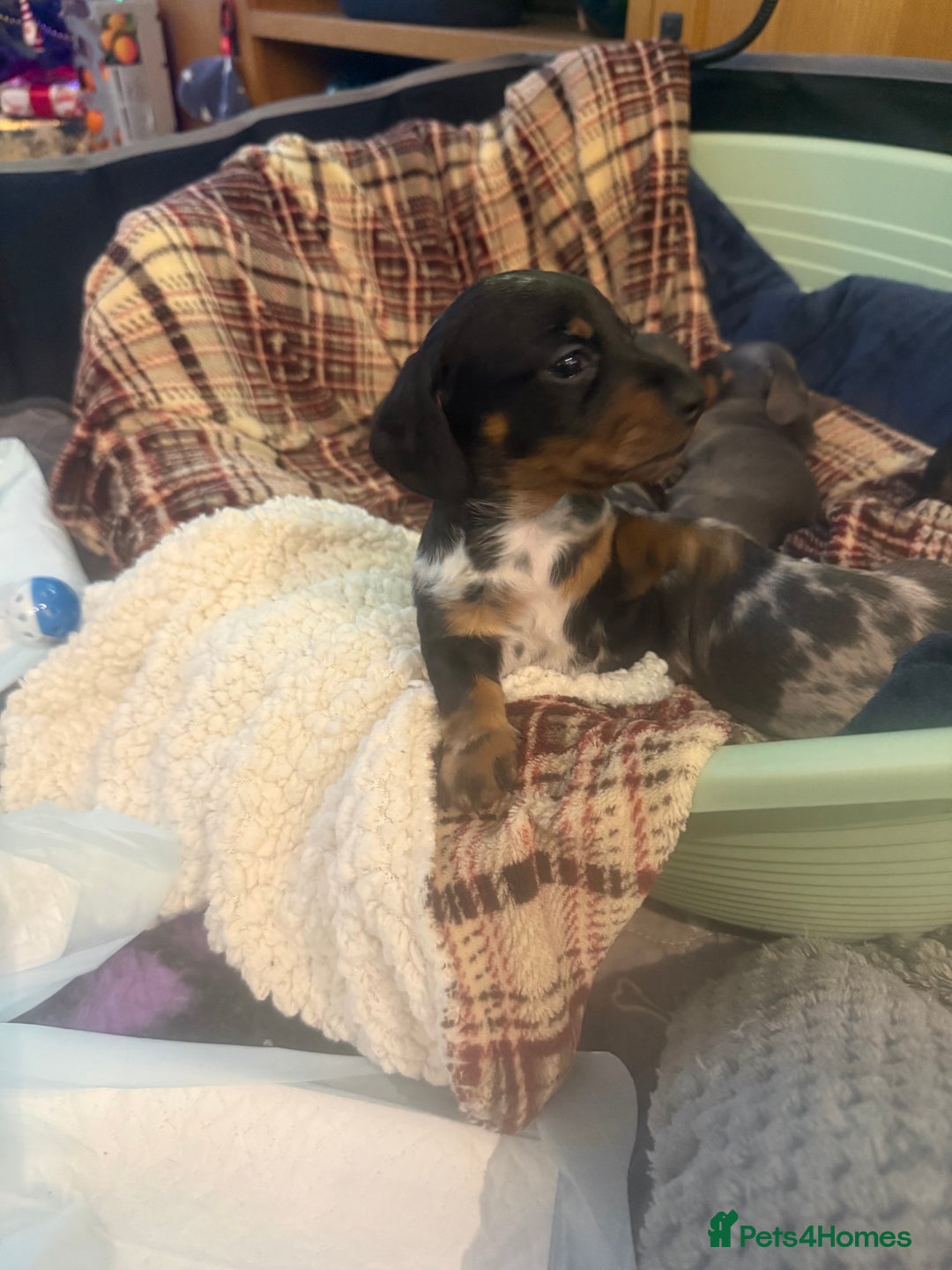 Miniature Dachshund dogs for sale: Miniature Daschund puppies - Advert 16