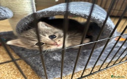 Mixed Breed cats for sale: Three Gorgeous Kittens - Image 9