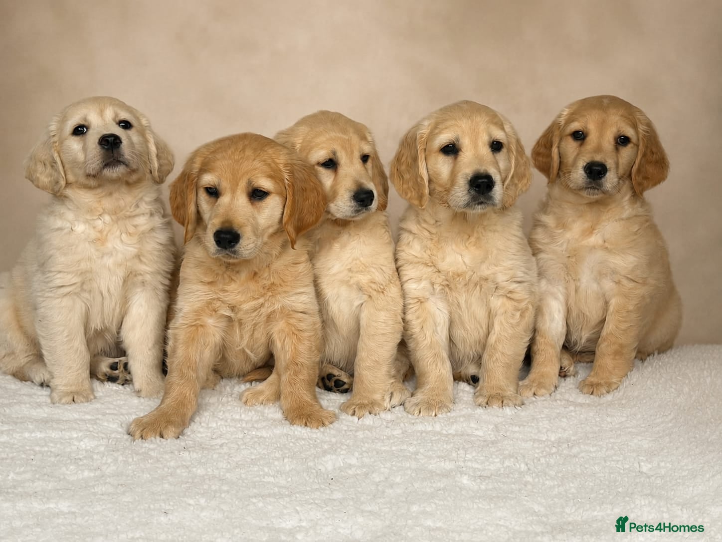 Golden Retriever dogs Golden retriever puppies - Advert 2