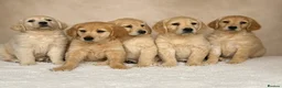 Golden Retriever dogs for sale: Golden retriever puppies - Advert 1
