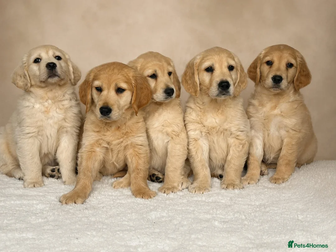 Golden Retriever dogs for sale: Golden retriever puppies - Advert 1