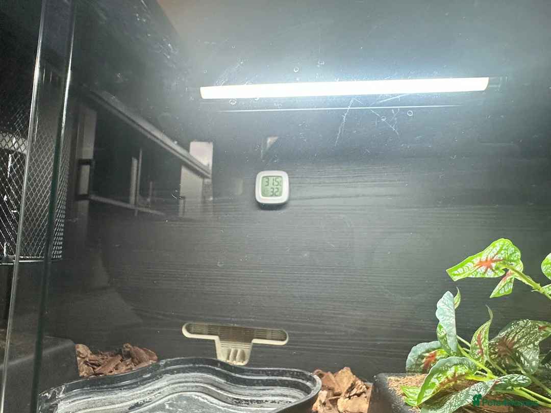Python Snake reptiles for sale: Beautiful female Pied Royal python.  - Advert 13